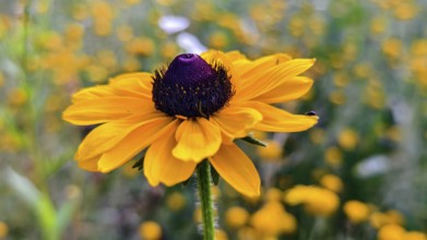 Close-up of a yellow coneflower with a blue centre against a blurred background, Lower Austria