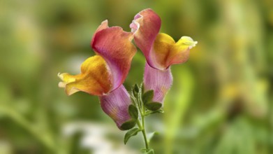 Two colourful snapdragon flowers in close-up in front of a blurred background, Lower Austria