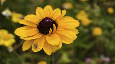 Close-up of a yellow coneflower with a fly sitting on a petal, Lower Austria Austria
