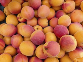 Lots of fresh, juicy apricots in bright colours close together, Lower Austria Austria