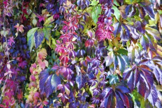 Various colourful leaves hang close together, mainly in autumnal tones, Lower Austria Austria
