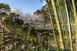 Shukkei-en with blossoming cherry trees, Sakura, and path through a bamboo grove in spring,