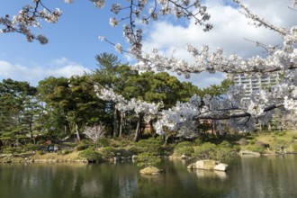Shukkei-en with blossoming cherry trees, sakura, and Takuei-chi pond in spring, historic Japanese