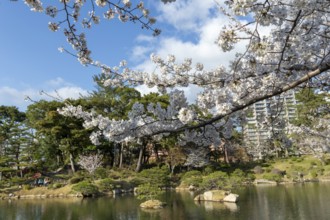 Shukkei-en with blossoming cherry trees, sakura, and Takuei-chi pond in spring, historic Japanese