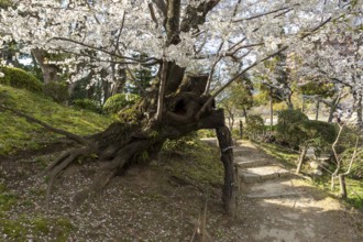 Shukkei-en with blossoming cherry trees along the path, sakura in spring, historical Japanese