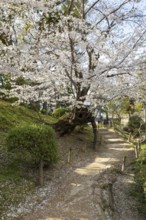 Shukkei-en with blossoming cherry trees along the path, sakura in spring, historical Japanese