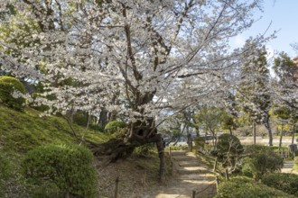 Shukkei-en with blossoming cherry trees along the path, sakura in spring, historical Japanese