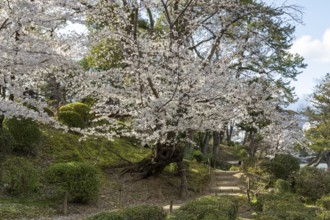 Shukkei-en with blossoming cherry trees along the path, sakura in spring, historical Japanese
