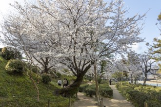Shukkei-en with blossoming cherry trees along the path, sakura in spring, historical Japanese