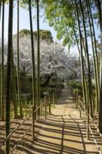 Shukkei-en with blossoming cherry trees, Sakura, and path through a bamboo grove in spring,