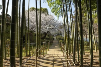 Shukkei-en with blossoming cherry trees, Sakura, and path through a bamboo grove in spring,