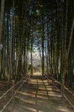 Shukkei-en with blossoming cherry trees, Sakura, and path through a bamboo grove in spring,