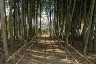 Shukkei-en with blossoming cherry trees, Sakura, and path through a bamboo grove in spring,