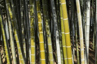Shukkei-en, close-up, background image, bamboo grove in spring, historical Japanese garden,