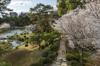 View over the Shukkei-en with blossoming cherry trees, Sakura, and Takuei-chi pond in spring,