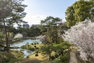 View over the Shukkei-en with blossoming cherry trees, Sakura, and Takuei-chi pond in spring,