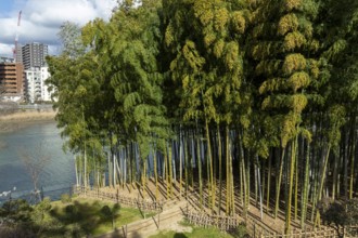 Shukkei-en with path through a bamboo grove in spring, historical Japanese strolling garden,