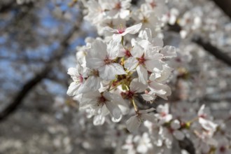 Close-up, blossoming cherry trees, sakura, spring in Shukkei-en, historical Japanese strolling