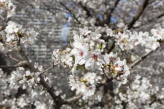 Close-up, blossoming cherry trees, sakura, spring in Shukkei-en, historical Japanese strolling