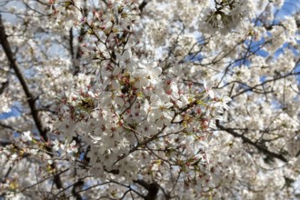 Blossoming cherry trees, sakura, spring in Shukkei-en, historical Japanese strolling garden,