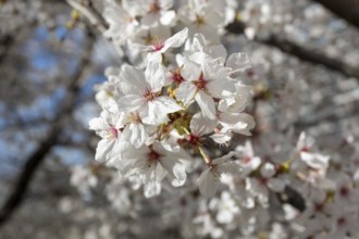 Close-up, blossoming cherry trees, sakura, spring in Shukkei-en, historical Japanese strolling