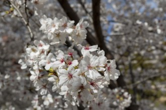 Close-up, blossoming cherry trees, sakura, spring in Shukkei-en, historical Japanese strolling