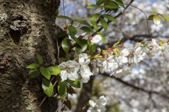 Close-up, blossoming cherry trees, sakura, spring in Shukkei-en, historical Japanese strolling