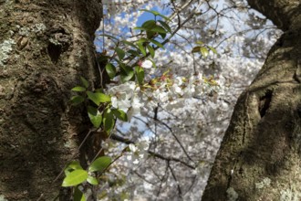 Close-up, blossoming cherry trees, sakura, spring in Shukkei-en, historical Japanese strolling