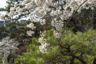 Blossoming cherry trees, sakura, spring in Shukkei-en, historical Japanese strolling garden,