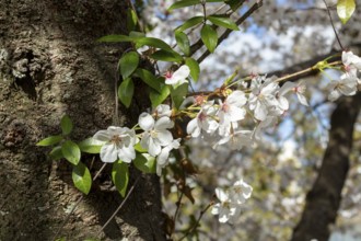 Close-up, blossoming cherry trees, sakura, spring in Shukkei-en, historical Japanese strolling