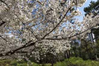 Blossoming cherry trees, sakura, spring in Shukkei-en, historical Japanese strolling garden,