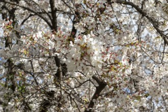 Blossoming cherry trees, sakura, spring in Shukkei-en, historical Japanese strolling garden,