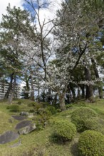 Green plants and blossoming cherry trees, sakura, spring in Shukkei-en, historical Japanese