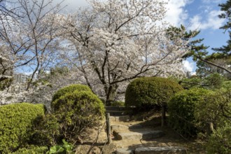 Blossoming cherry trees, sakura, spring in Shukkei-en, historical Japanese strolling garden,