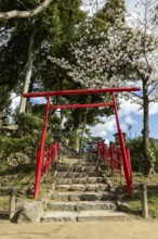 Torii at Mount Kifuku in Shukkei-en with blossoming cherry trees, sakura, and Takuei-chi pond in