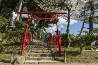 Torii at Mount Kifuku in Shukkei-en with blossoming cherry trees, sakura, and Takuei-chi pond in