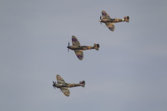 Supermarine Spitfire three warbird military aircraft in Royal air force RAF colours flying,