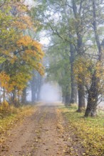 Gravel road lined with trees in beautiful autumn colors on a foggy day in the countryside and