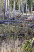 Fallen trees on a clear cut at the edge of the spruce forest