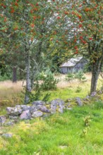Abandoned wooden barn in a forest with red berries on Rowan trees and a stone wall in an old