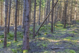 Spruce planting with a sunken path in a coniferous forest with sunshine, Sweden