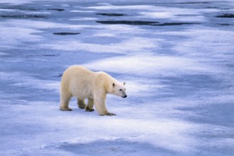 Polar Bear (Ursus maritimus) walking on melting sea ice in Arctic, Svalbard, Norway
