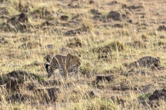 Leopard (Panthera pardus) walking in the grass on the savanna, Narok, Maasai Mara National Reserve,