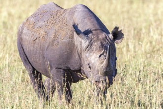 Black rhinoceros (Diceros bicornis) grazing on the grass savanna, Narok, Maasai Mara National