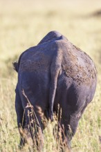 Black rhinoceros (Diceros bicornis) walking on a grass savanna from behind, Narok, Maasai Mara