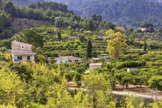 Farmhouse in a fruit orchard with lush green foliage in a mountain valley a sunny summer day in the