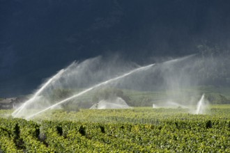 Irrigation cannons irrigate vineyards in the Rhone Valley, Chamoson, Valais, Switzerland