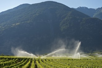 Irrigation cannons irrigate vineyards in the Rhone Valley, Chamoson, Valais, Switzerland