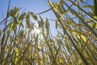 Wheat field (Triticum), frog perspective, sun star, backlight, North Rhine-Westphalia, Germany