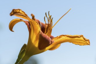Blooming lily (Lilium), orange, close-up, North Rhine-Westphalia, Germany